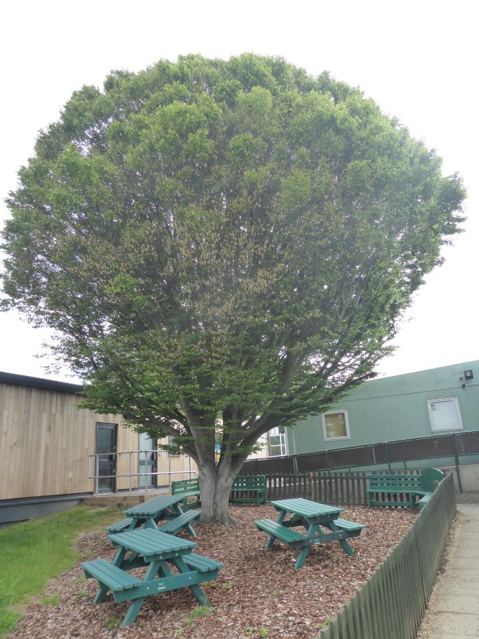 Brookland tree in eco garden