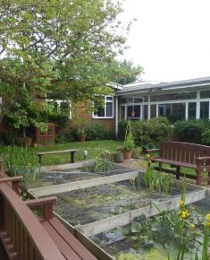 Pond in Junior school grounds