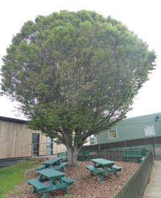 Brookland tree in eco garden