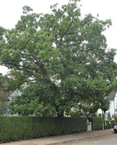 Protected Tree Willifield Way