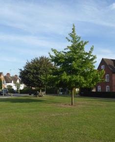 Willifield Green