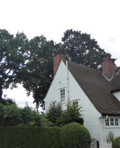 Protected tree Corner of Asmuns Hill