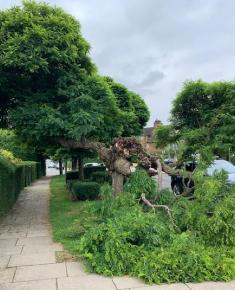 Damaged tree