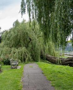 Fallen willow